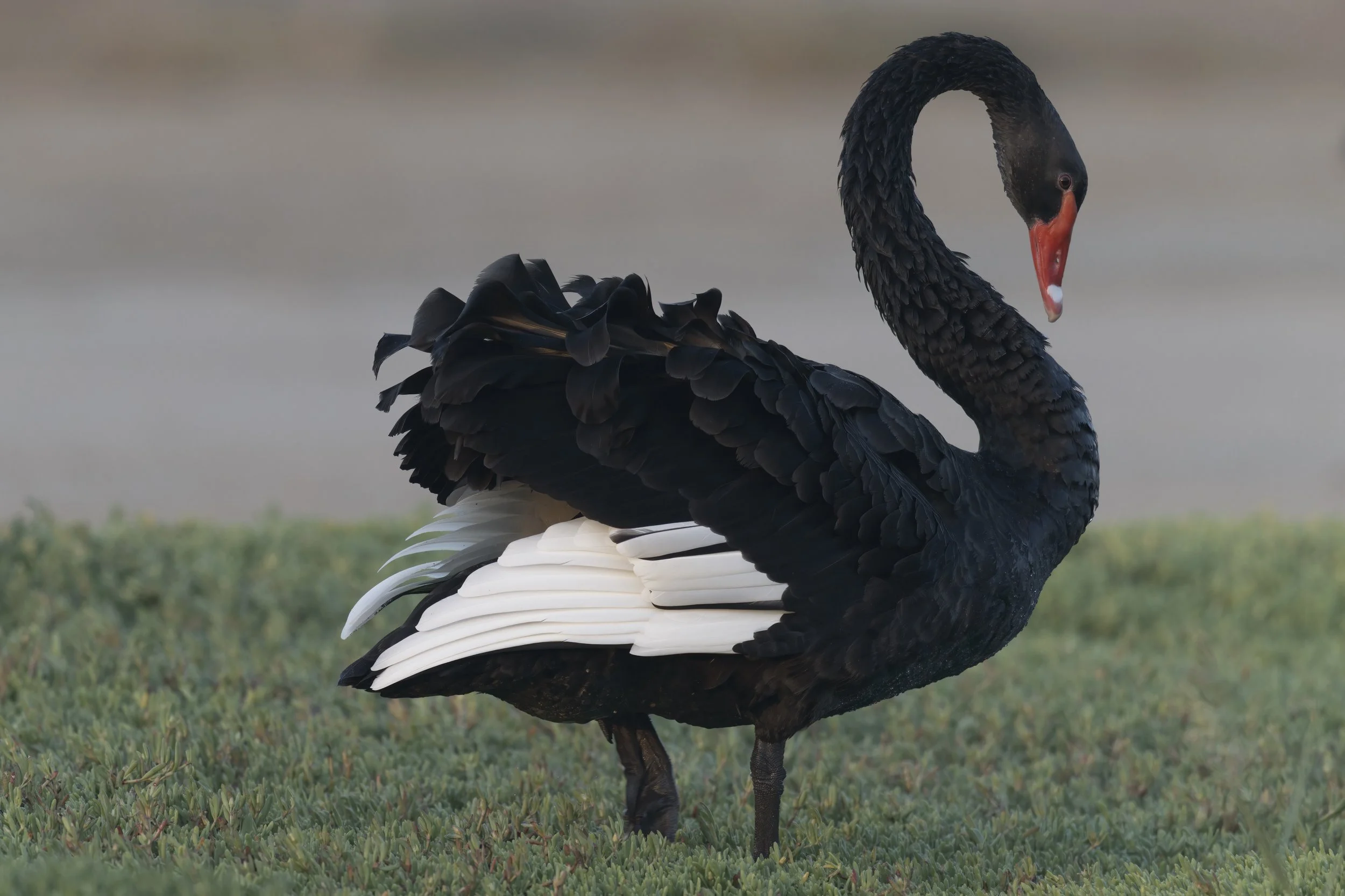 Black Swan | البجع الأسود | Cygnus atratus — Wildlife Photography